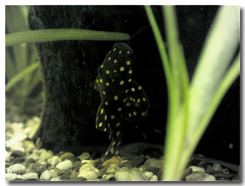 GoldenNugget