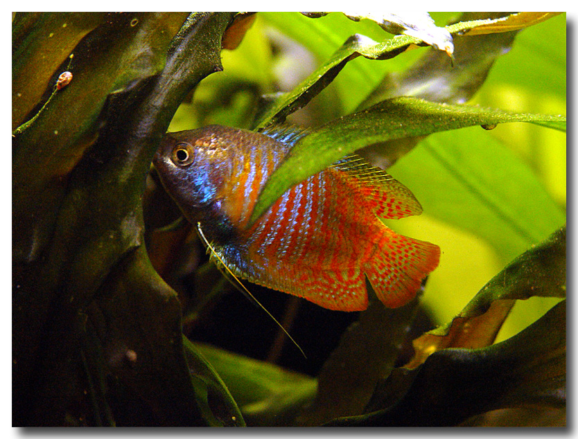 Neon-Zwergfadenfisch