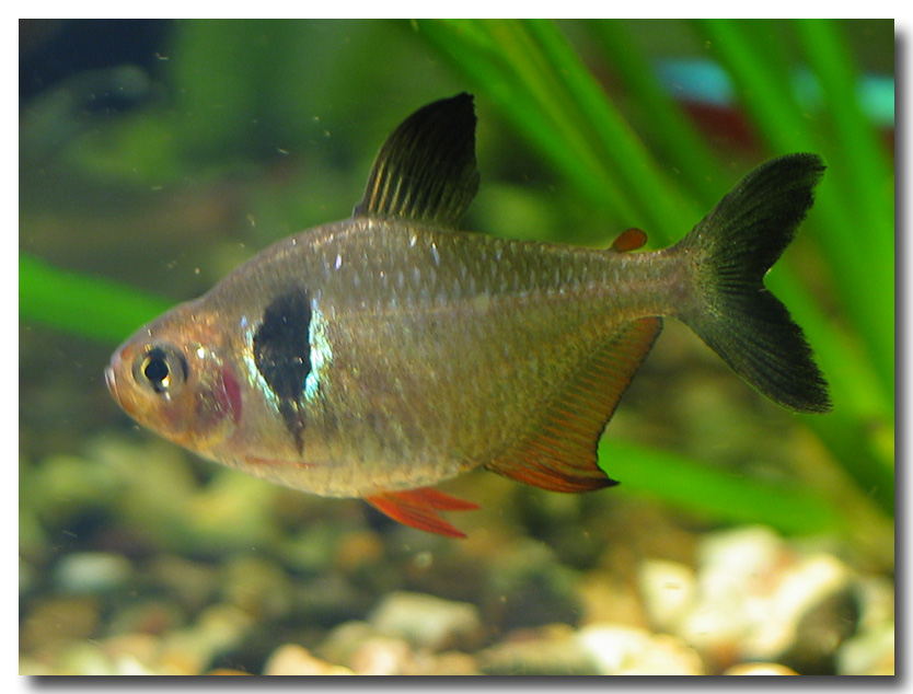 Salmler